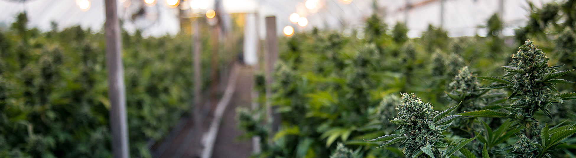 CBD Insurance HUB International