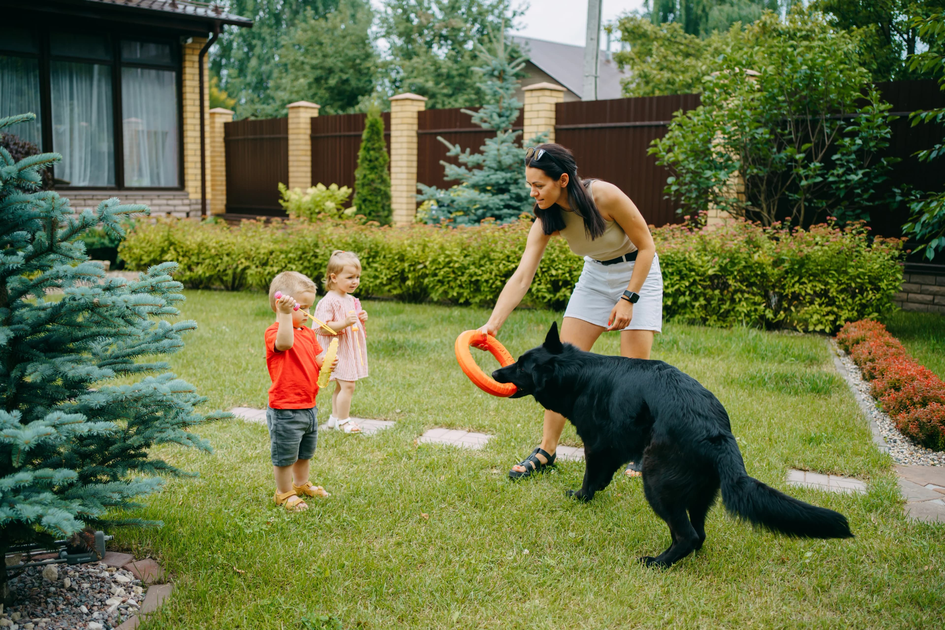 pet-insurance