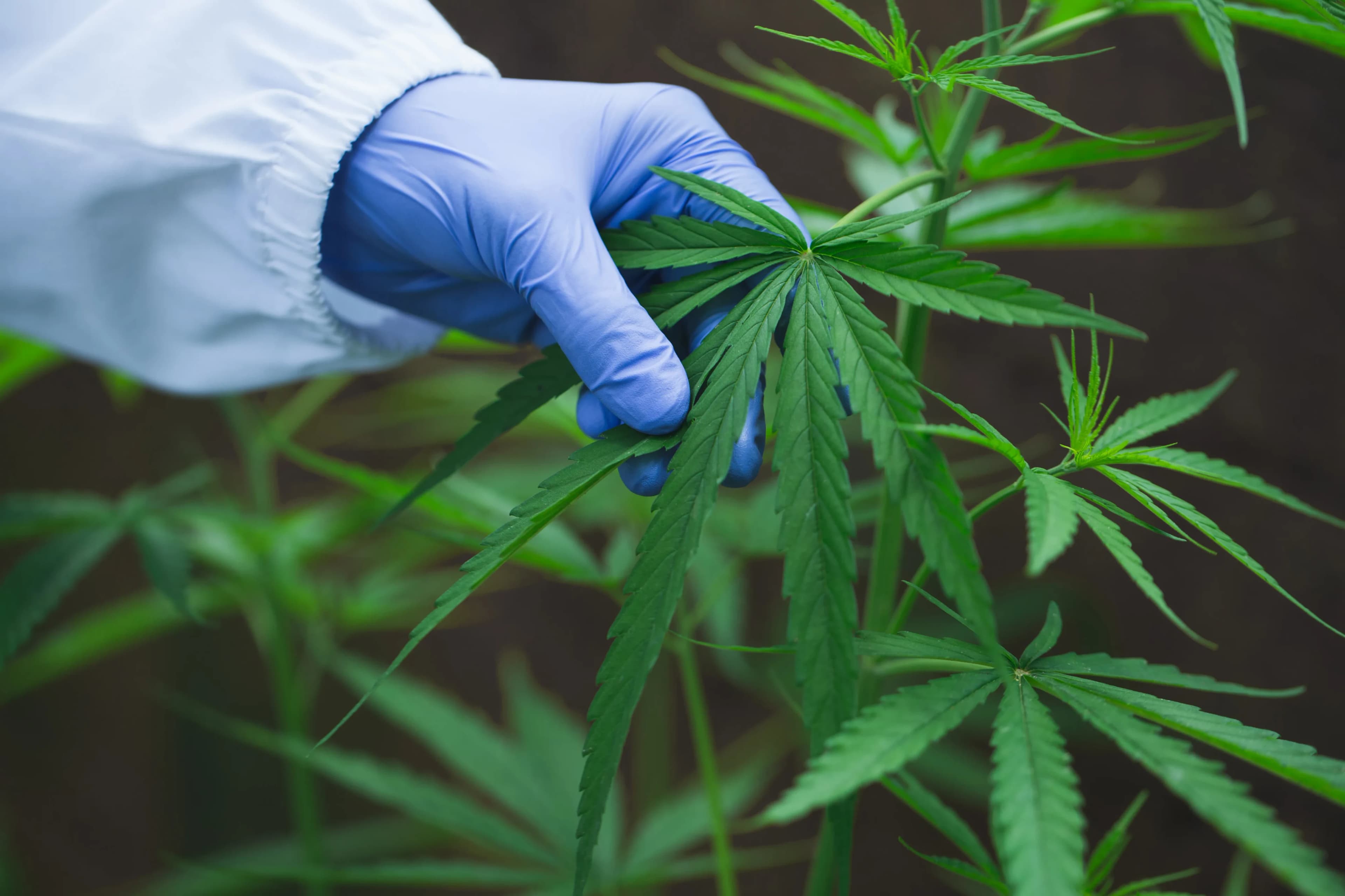 cannabis