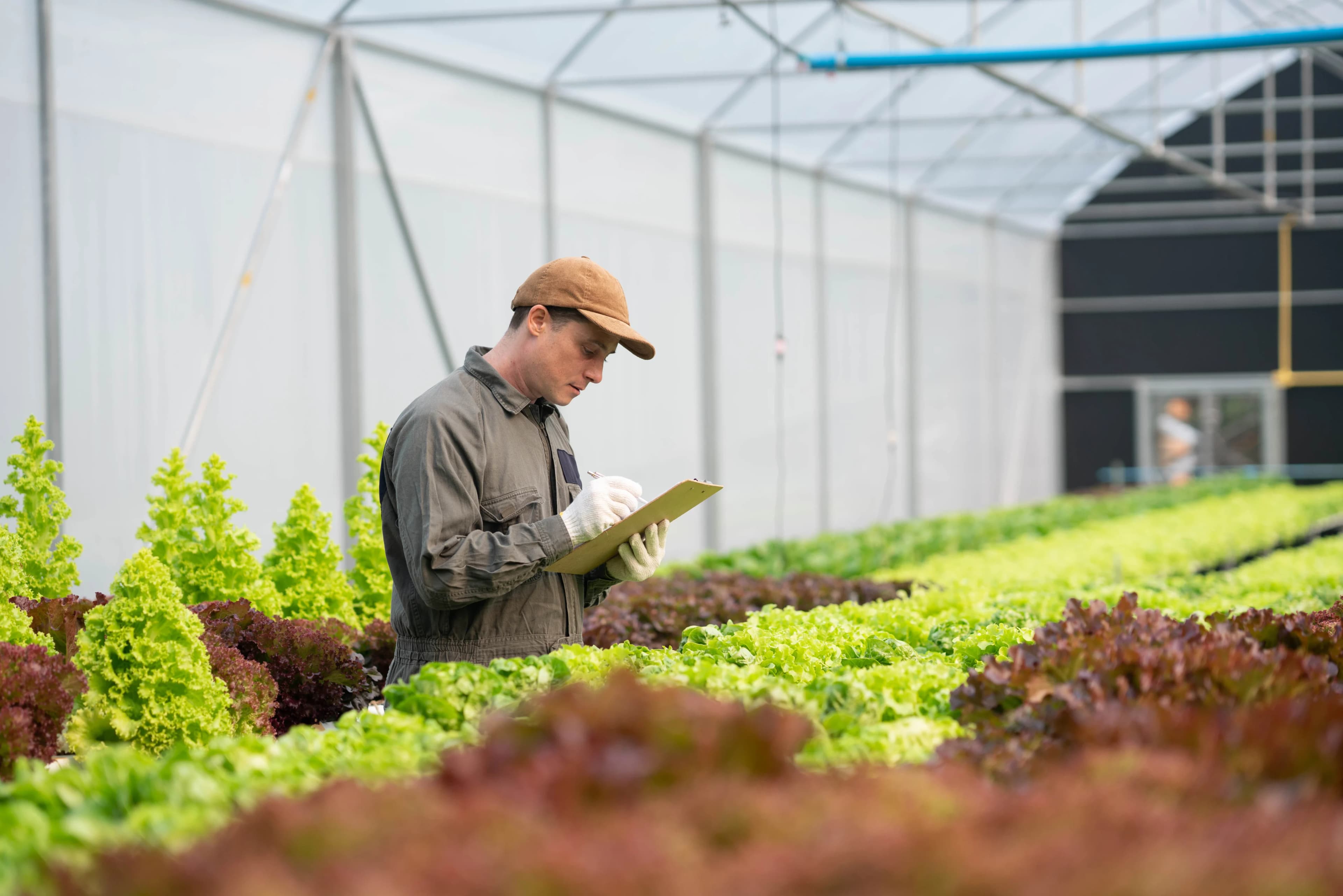 farmer-inspecting-greenhouse-lettuce